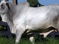 Lote 67