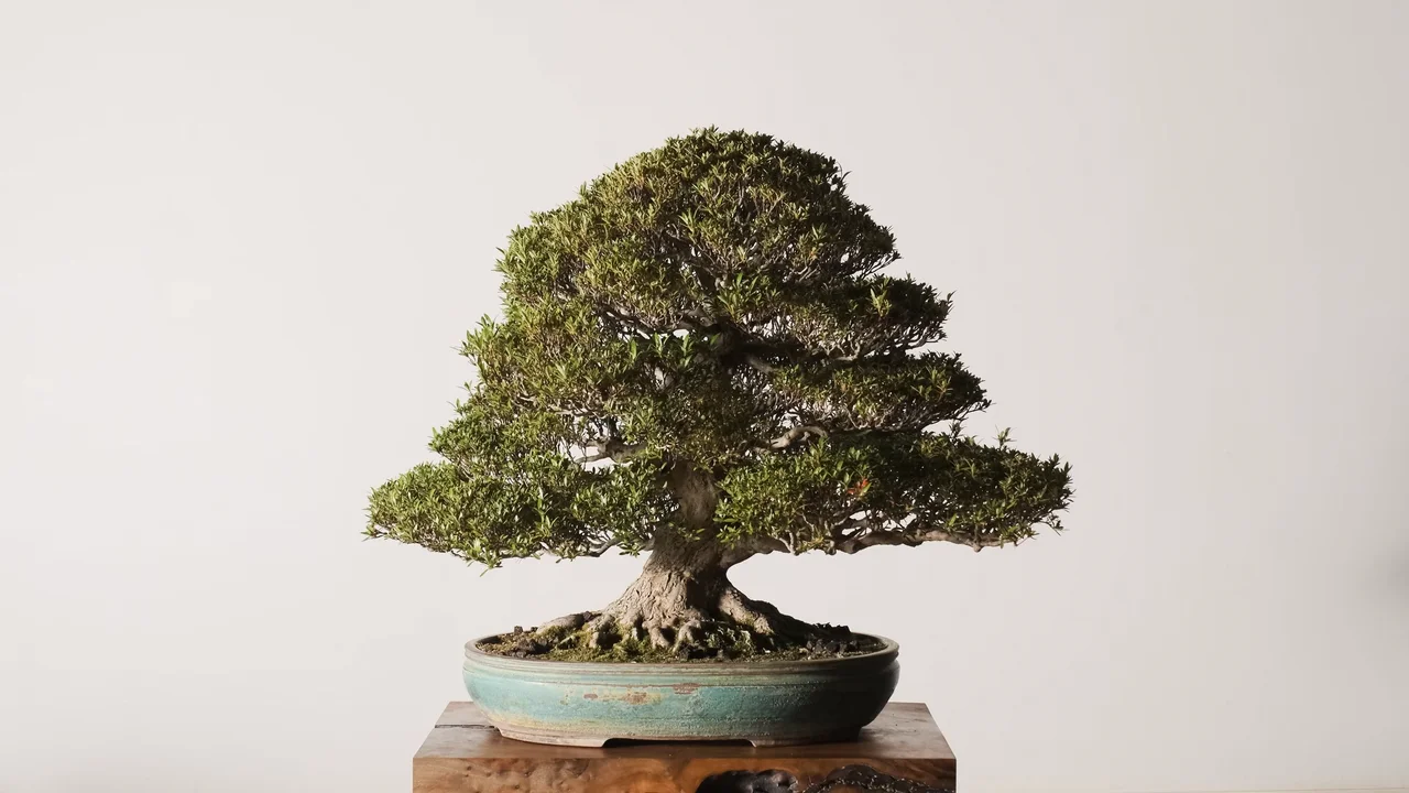 The Living Legacy of Satsuki Azalea No. 3 | Bonsai Mirai