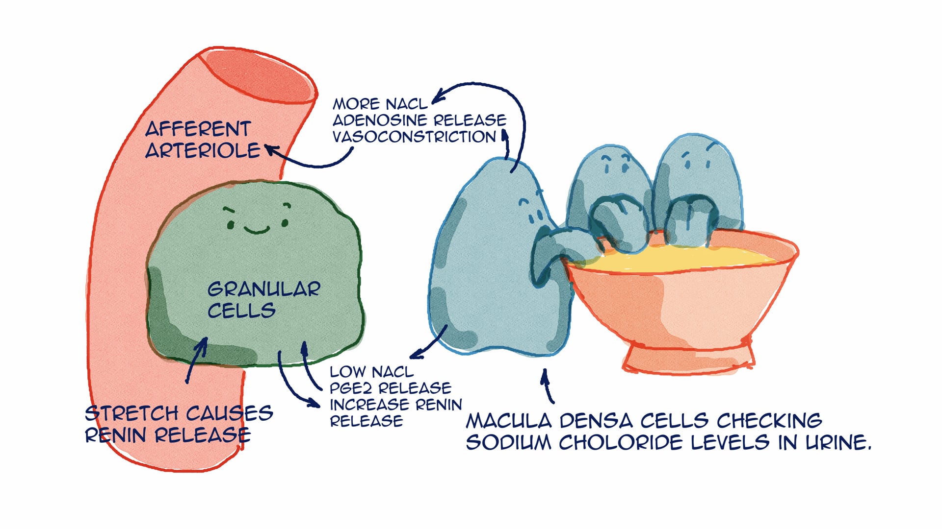 Renin Angiotensin Aldosterone System (RAAS)