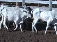 Lote 03P