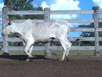 Lote 01PA