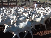 Lote 03