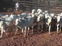 Lote 04