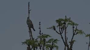 Song Thrush Singing