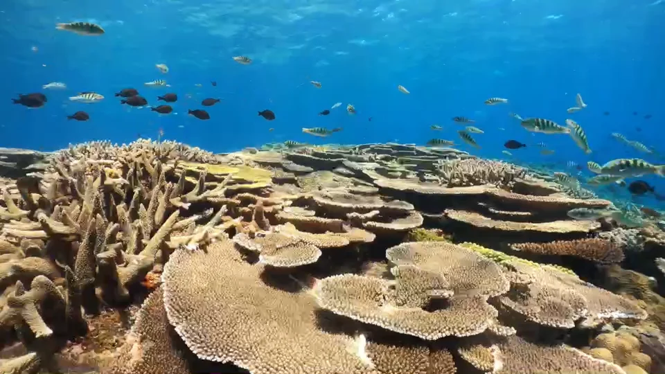 快適ボートシュノーケリング | 沖縄 慶良間(ケラマ) 阿嘉島での