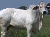 Lote 03