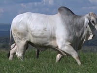 Lote 20
