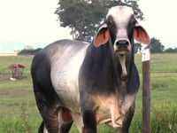Lote 26