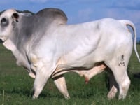 Lote 50