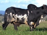 Lote 52