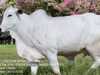 Lote 32