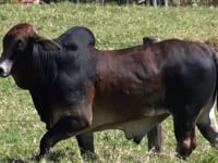 Lote 32