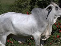 Lote 35