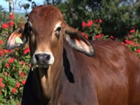 Lote 37