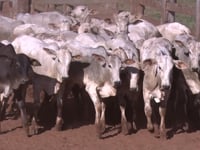 Lote 01A