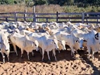 Lote 22P