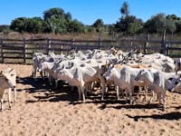 Lote 24P