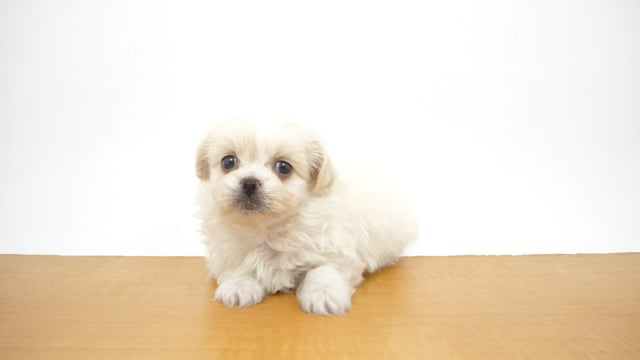 ハーフ犬（チワマル） ホワイト＆クリーム 男の子 国領店