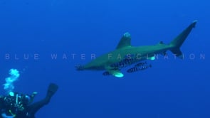2212_Oceanic whitetip Shark and photographer