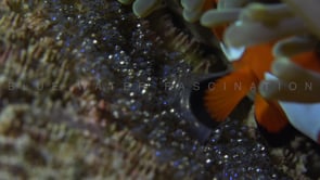 0424_clownfish eggs