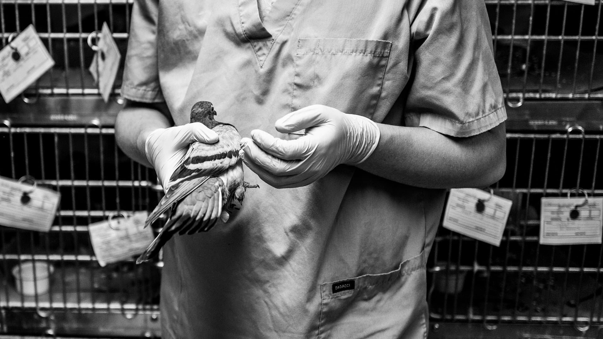 Wild Bird Fund