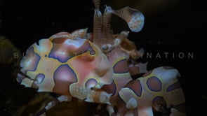 0539_Harlequin shrimp close up at night