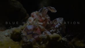 0540_harlequin shrimp profile