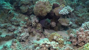 2209_Moray eel on coral reef in the Red Sea
