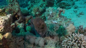 2336_Giant Moray eel on coral reef