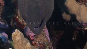 2334_Giant Moray eel showing teeth
