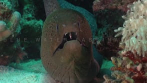 2333_Giant moray eel facing camera