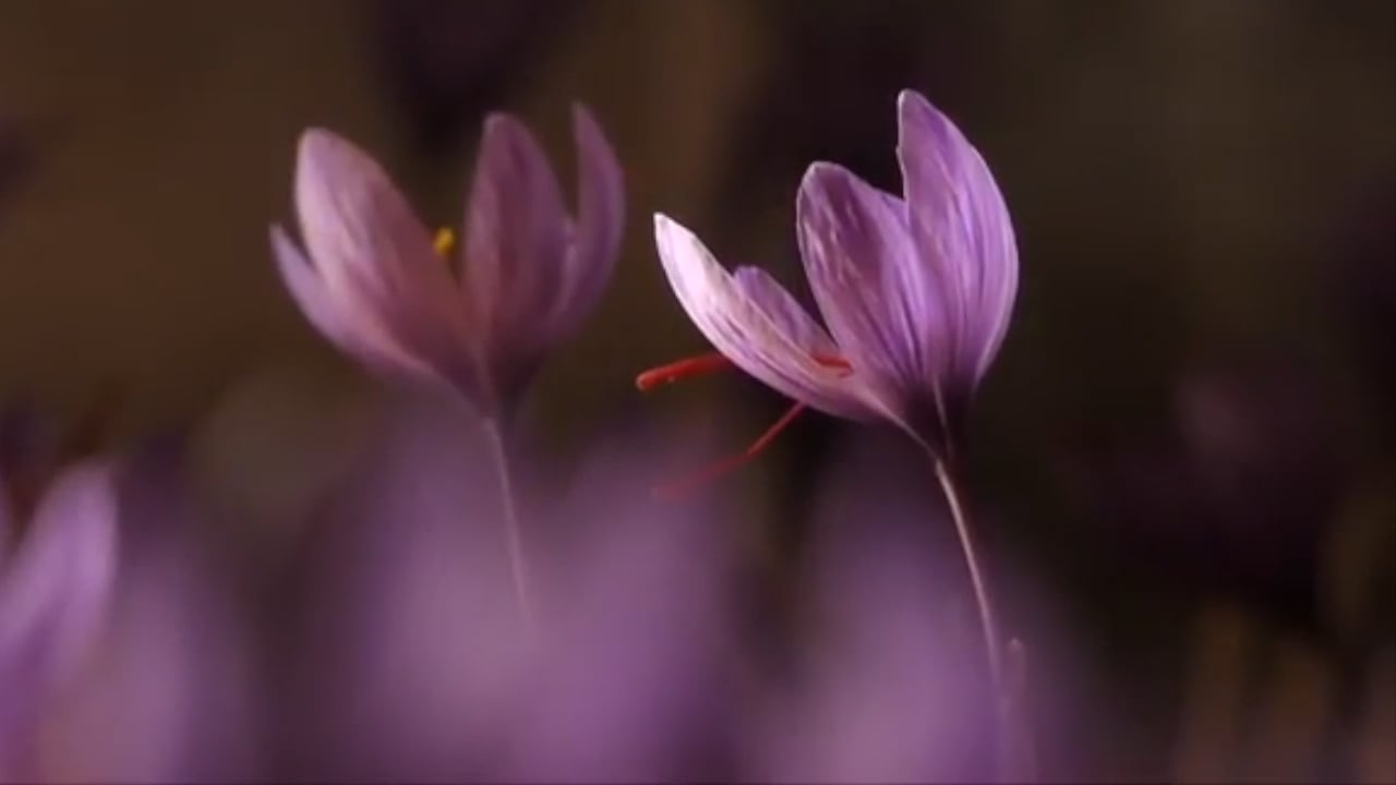 https://i.vimeocdn.com/video/2017014394-c9f78a6d246e13e340c335eb7bc3ee25d42d94dc6885a229855c0e10c4773fa8-d