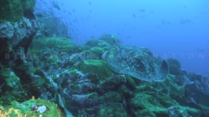 0625_Black blotched stingray swimming over coral reef