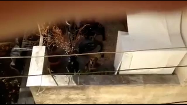 Τούμπα Θεσσαλονίκης: Κατήγγειλαν άνδρα που έδενε τη μουσούδα του σκύλου του με μονωτική ταινία 27-11-2016