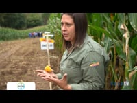 Bayer CropScience ofrece solucións de millo para maximizar a rendibilidade e a sostibilidade