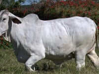 Lote 44