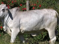 Lote 46