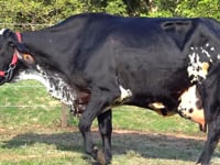 Lote 02