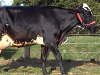 Lote 03