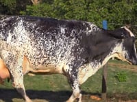 Lote 06