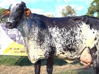 Lote 05