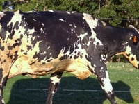 Lote 09
