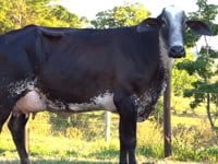 Lote 10