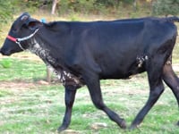 Lote 11