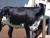 Lote 14
