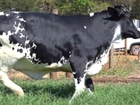 Lote 13