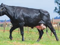 Lote 19