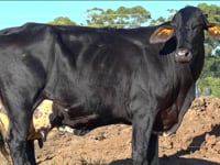 Lote 21