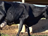 Lote 22