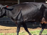 Lote 26